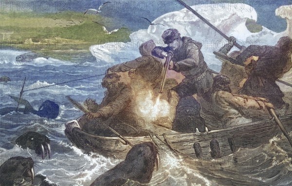 Hunting walruses (Odobenus rosmarus), walrus, walrus hunting in the Arctic Ocean from a boat, 1869, Greenland, Historic, digitally restored reproduction of an original 19th century artwork, exact original date unknown, North America
