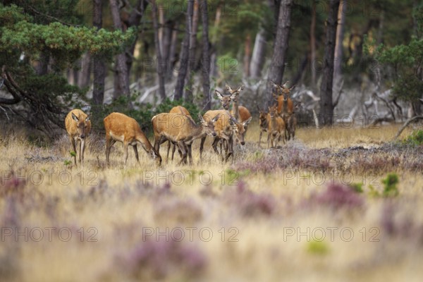 Red deer (Cervus elaphus) in the Hoge Veluwe National Park, Netherlands