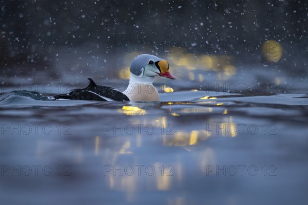 King eider (Somateria spectabilis), male, reflections of lights in the harbour, snowfall, Batsfjord, Båtsfjord, Varanger Peninsula, Finnmark, Northern Norway, Norway, Europe