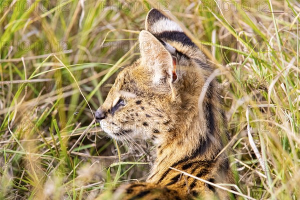 Serval (Leptailurus serval) Masai Mara Kenya