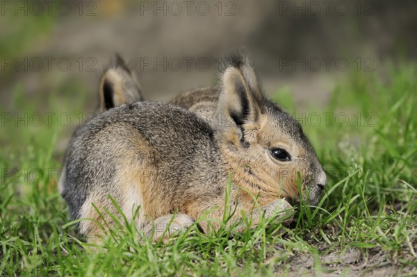 Patagonian mara (Dolichotis patagonum) or greater mara, juvenile, captive, occurrence in Argentina