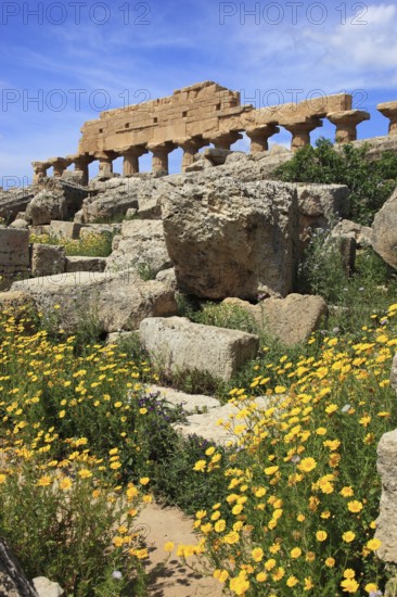 Selinunte, remains of the temples of the acropolis in the archaeological site of Selinunte, Trapani province, Sicily, Italy, Europe