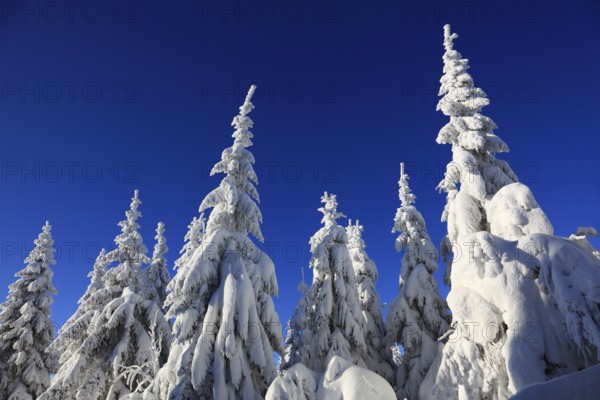 Winter landscape in the Fichtelgebirge, Bayreuth district, Upper Franconia, Bavaria, Germany, Europe