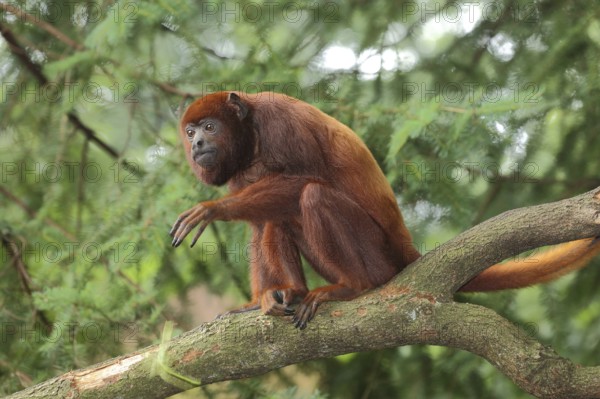 Venezuelan red howler (Alouatta seniculus), adult, captive