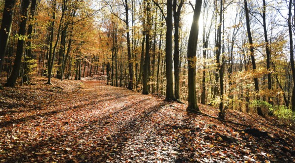 Autumn atmosphere, forest, Iserlohn, Germany, Europe