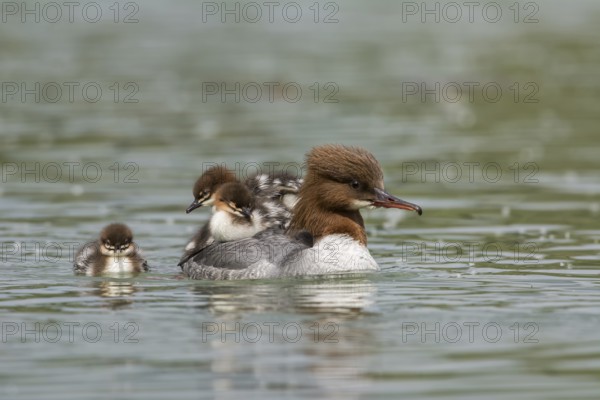 Common merganser (Mergus merganser), female carrying chicks on her back, Upper Austria, Austria, Europe