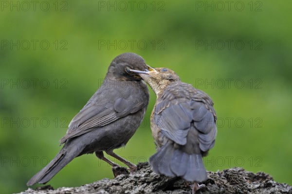 Blackbird, Blackbird, blackbirds, Blackbirds, Songbirds, Animals, Birds, Common Blackbird (Turdus merula) female feeding juvenile