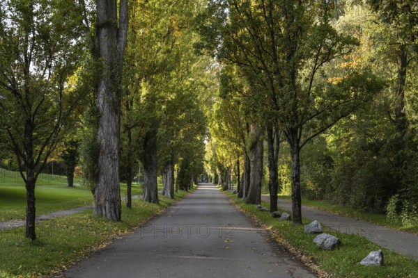 Papelallee on the Mettnau peninsula near Radolfzell on Lake Constance, Constance district, Baden-Württemberg, Germany, Europe