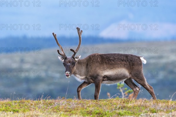 Reindeer (Rangifer tarandus), direct view, Lapland, Sweden, Europe