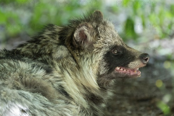 Raccoon dog (Nyctereutes procyonoides), portrait, captive, Hesse, Germany, Europe