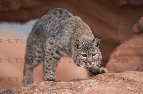Bobcat (Lynx rufus)