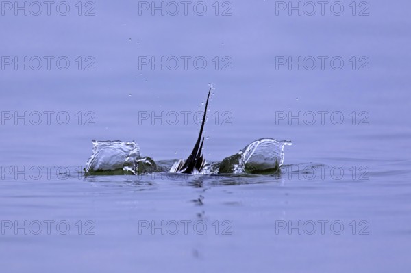 Long-tailed duck (Clangula hyemalis) male at sea diving underwater in winter