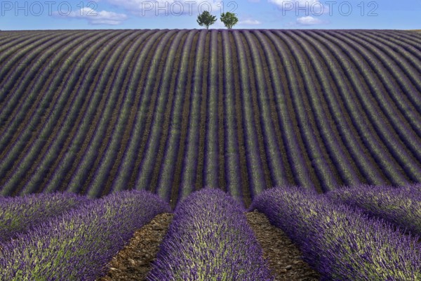 Two trees in an undulating lavender field, flowering true lavender (Lavandula angustifolia), D56, between Valensole and Puimoisson, Plateau de Valensole, Provence, Provence-Alpes-Cote d Azur, South of France, France, Europe