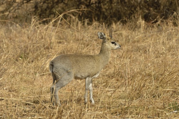 Kirk's Dik-dik (Madoqua kirkii), Serengeti National Park, Serengeti, Tanzania, Africa