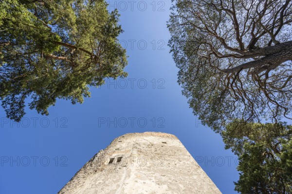 The ruins of Altbodman Castle from a frog's perspective, Bodman-Ludwigshafen, Constance district, Baden-Württemberg, Germany, Europe