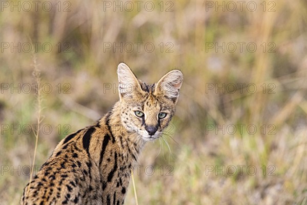 Serval (Leptailurus serval) Masai Mara Kenya