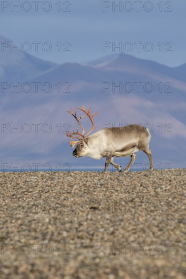 Svalbard Reindeer (Rangifer tarandus platyrhynchus), male, bull with blood-red antlers, tundra in autumn, Kapp Wijk, Svalbard, Norway, Europe