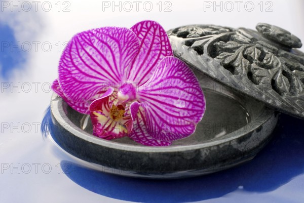 Orchid flower in bowl (Phalaenopsis)
