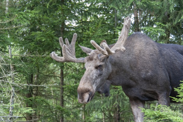 Elk, bull moose (Alces alces), male animal, Smaland, Sweden, Europe