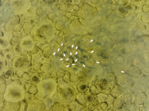 Greater Flamingo (Phoenicopterus roseus), resting at the shallow lagoon Salinas de Cerrillos with its conspicuous patterns at the bottom, aerial view, drone shot, Almería province, Andalusia, Spain, Europe