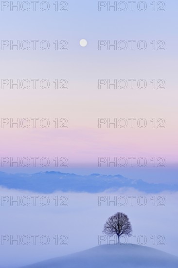 Linden tree (Tilia), in drumlin landscape in the fog, in the light of the blue hour and full moon, Hirzel, Canton Zurich, Switzerland, Europe