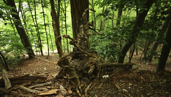 Forest damage in the Sauerland region has caused about 40 % of the spruce stand, especially in monocultures. The picture shows forest damage in May 2020, Germany, Europe