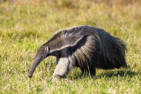 Giant anteater (Myrmecophaga tridactyla) Pantanal Brazil