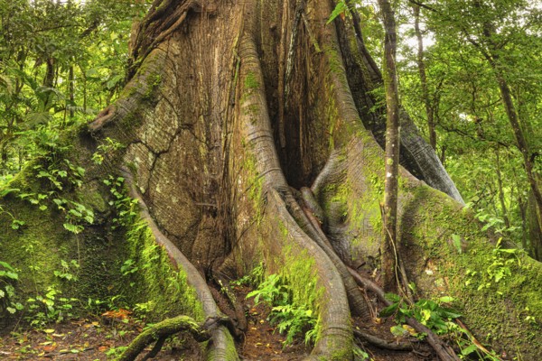 30 metre high kapok silk-cotton tree (Ceiba pentandra) in the rainforest of Arenal National Park, La Fortuna, Alajuela, Costa Rica, Central America