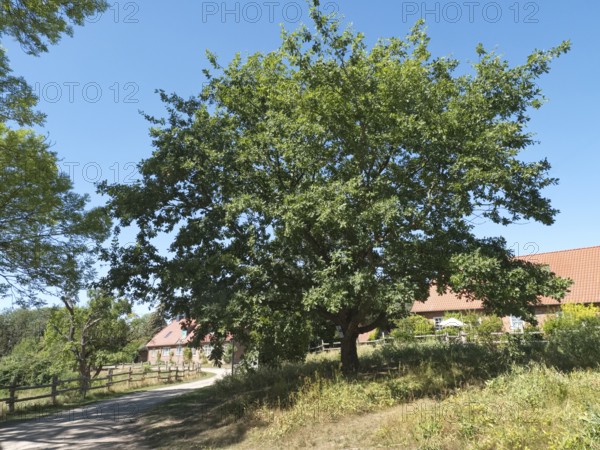 The Unity Oak, planted after the fall of the Berlin Wall, in the Schaalsee UNESCO Biosphere Reserve, Kampenwerder, Lassahn, Mecklenburg-Western Pomerania, Germany, Europe