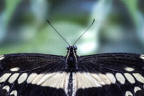 King swallowtail (Papilio thoas), captive, close-up, top view of wings, head and antennae, butterfly house in Maximilianpark Hamm, North Rhine-Westphalia, Germany, Europe