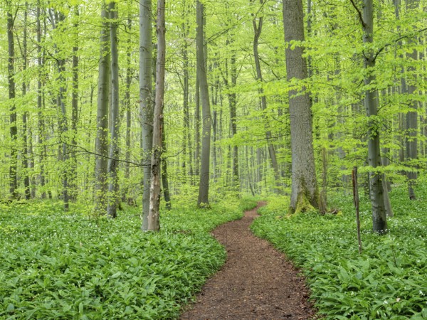 Hiking trail winds through near-natural beech forest with ramson (Allium ursinum) in spring, Hainich National Park, Bad Langensalza, Thuringia, Germany, Europe