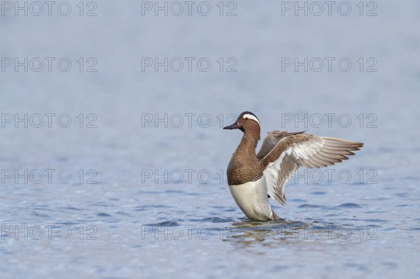 Garganey, (Anas querquedul), duck family, East Khawr / Khawr Ad Dahariz, Salalah, Dhofar, Oman, Asia