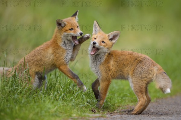 Red fox (Vulpes vulpes), two young foxes playing and practising fighting with each other, summer, Hesse, Germany, Europe