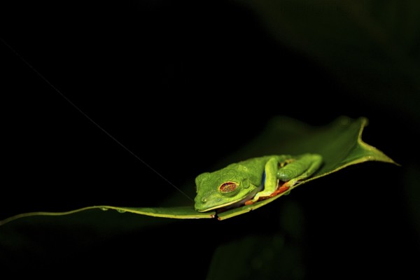 Red-eyed tree frog (Agalychnis callidryas) on a leaf, macro photograph, black background, Tortuguero National Park, Costa Rica, Central America