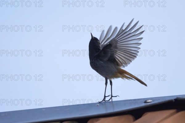 A redstart (Phoenicurus ochruros), male, taking off from the roof of a house, Hesse, Germany, Europe