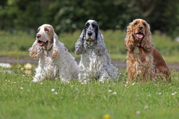 Cocker Spaniel, 3 colours