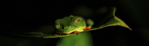Red-eyed tree frog (Agalychnis callidryas) on a leaf, macro photograph, black background, Tortuguero National Park, Costa Rica, Central America
