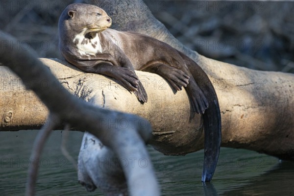 Giant otter (Pteronura brasiliensis) Pantanal Brazil