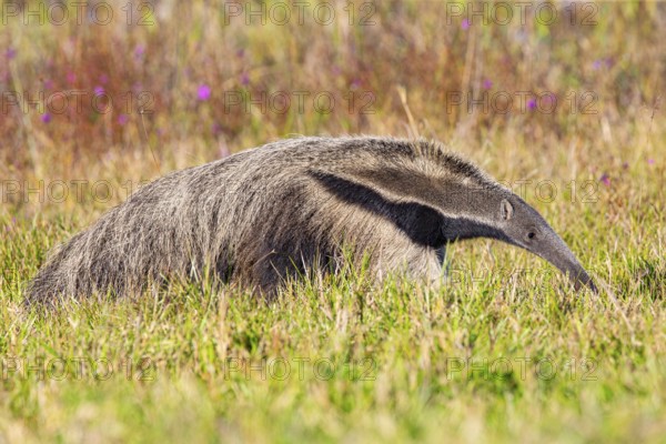 Giant anteater (Myrmecophaga tridactyla) Pantanal Brazil