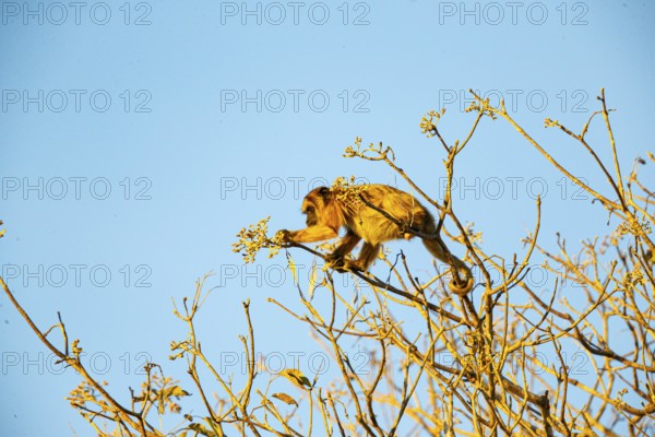 Black howler (Alouatta caraya) Pantanal Brazil