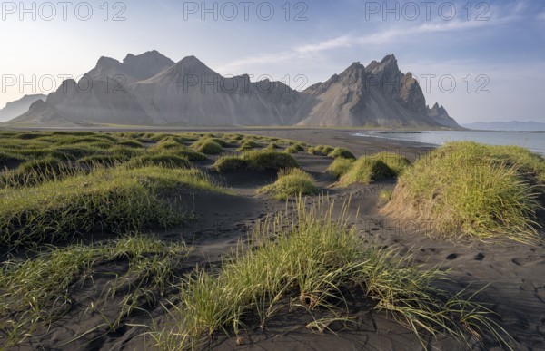 Black beach with volcanic sand, sandy beach, dunes with grass, Stokksnes headland, Klifatindur mountain range, Austurland, East Iceland, Iceland, Europe