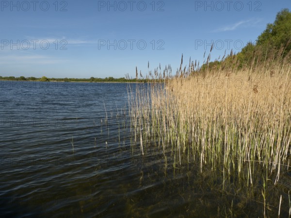 Reed bank at Mechower See in Northwest Mecklenburg in the Schaalsee UNESCO Biosphere Reserve, Mechower See, Schlagsdorf, Mecklenburg-Western Pomerania, Germany, Europe