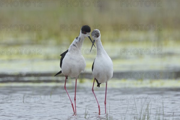 Black-winged Stilt (Himantopus himantopus), mating season, in water, Burgenland, Austria, Europe