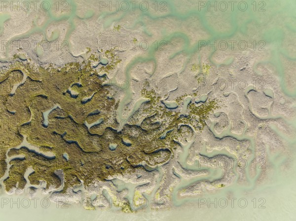 Network of channels and streams at low tide, in the marshland of the Bahía de Cádiz, aerial view, drone shot, Cádiz province, Andalusia, Spain, Europe
