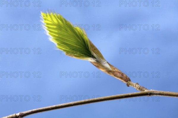 European beech (Fagus sylvatica) leaf emerging from bud, Belgium, Europe