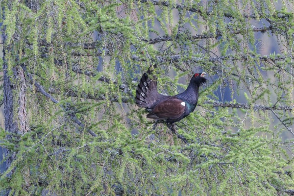 Western capercaillie (Tetrao urogallus) at courtship display in a tree National Park Kalkalpen, Upper Austria, Austria, Europe