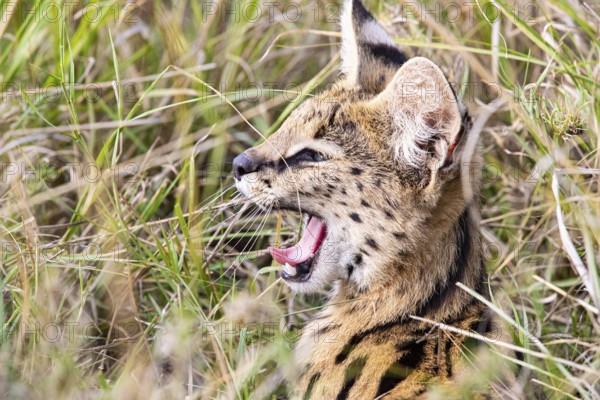Serval (Leptailurus serval) Masai Mara Kenya