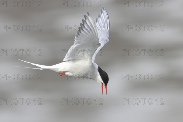 Arctic tern (Sterna paradisaea), calling with open beak, flying over mudflats, Schleswig-Holstein, Germany, Europe