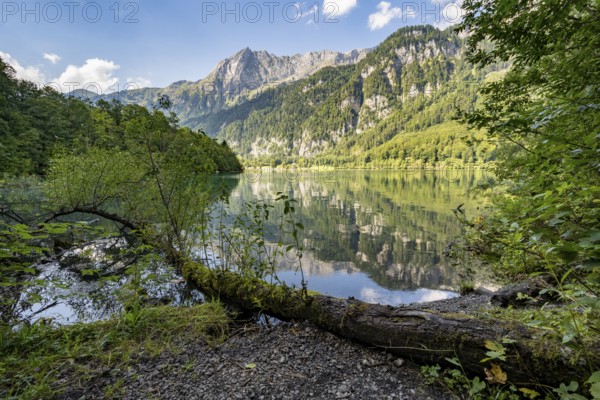 Lying tree trunk juts into the Klöntalersee, Canton Glarus, Switzerland, Europe