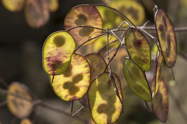 Autumn annual honesty (Lunaria), Bavaria, Germany, Europe